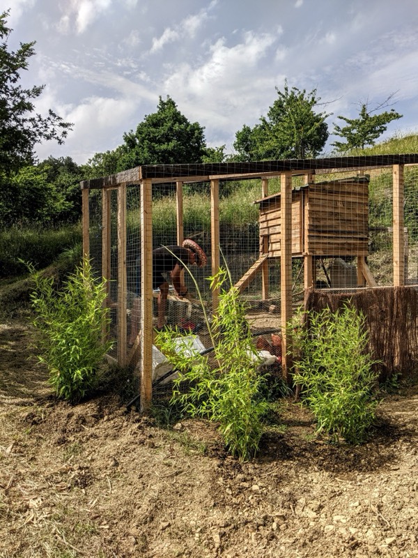 Rustic chicken coop on the hillside