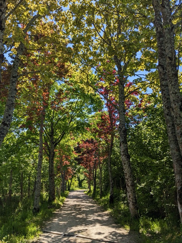 Tree-lined gravel driveway approaching the property