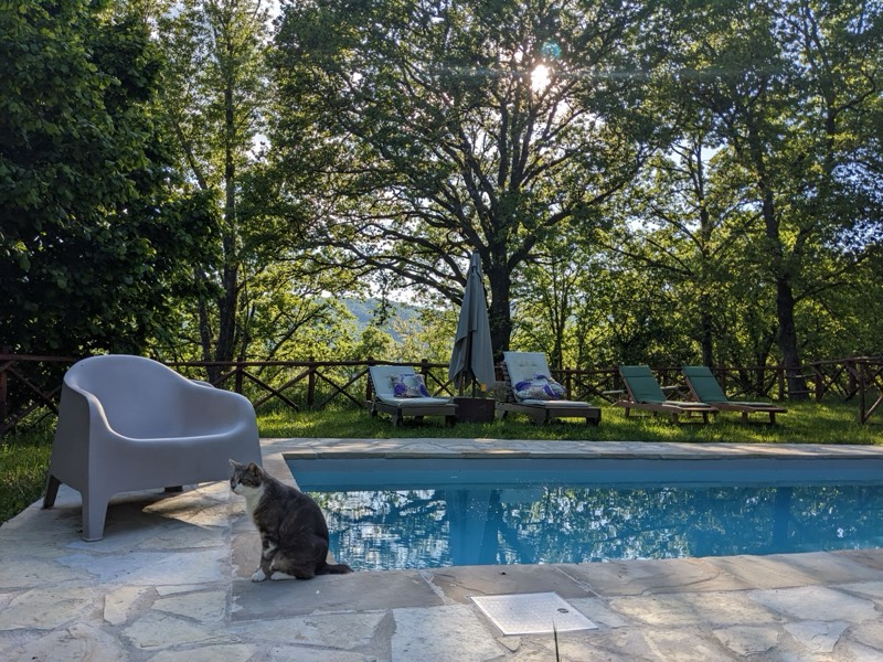 Swimming pool with sun loungers overlooking woodland