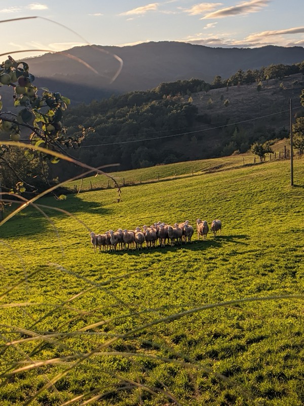 Sheep grazing at golden hour with mountains in background