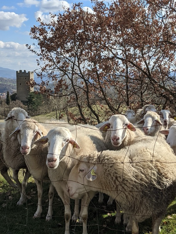 Sheep grazing in meadow with stone tower in background
