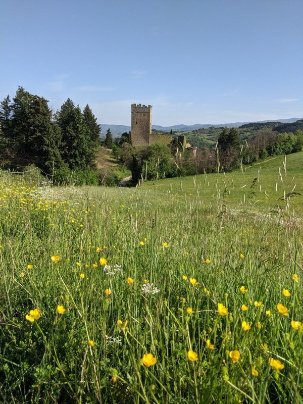Medieval tower across wildflower meadow