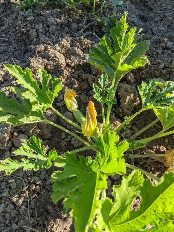 Zucchini plants with golden blossoms in organic garden